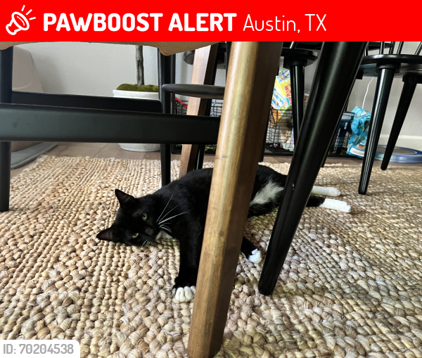 Lost Male Cat last seen Tanglewood Neighborhood Park, Austin, TX 78750
