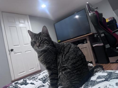 Lost Male Cat last seen westhill , Stamford, CT 06902