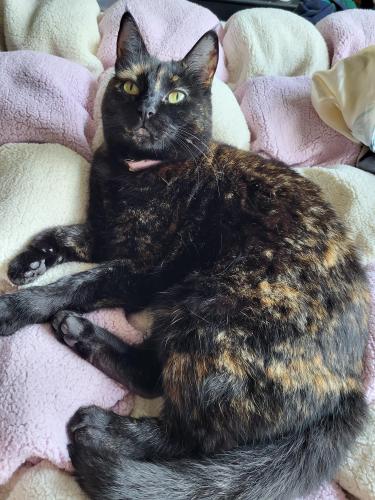 Lost Female Cat last seen N M & 10th, Tacoma WA, Tacoma, WA 98403
