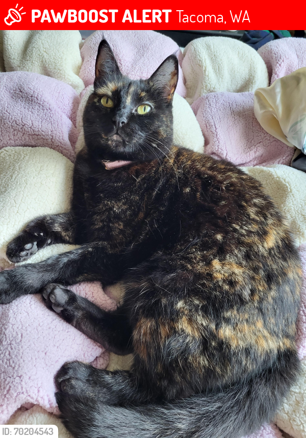 Lost Female Cat last seen N M & 10th, Tacoma WA, Tacoma, WA 98403