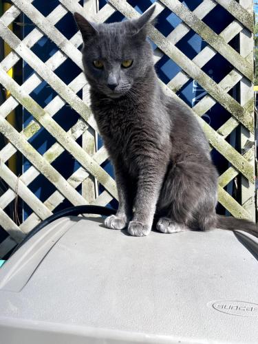 Lost Male Cat last seen Vincent rd and Hickory valley rd, Chattanooga, TN 37416