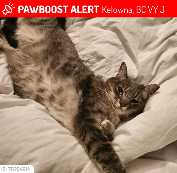 Lost Female Cat last seen Springfield and Gordon , Kelowna, BC V1Y 3J2