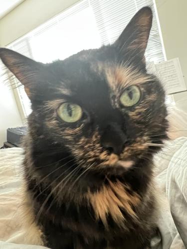 Lost Female Cat last seen In the  Woodbridge community , Irvine, CA 92614