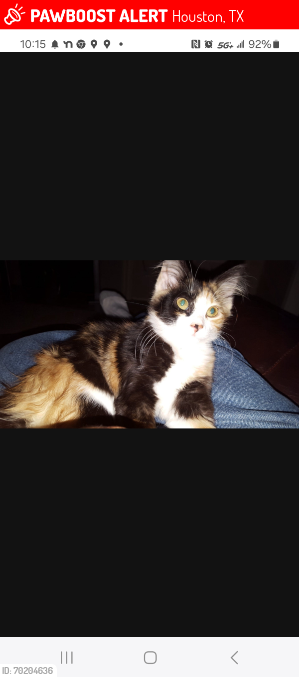 Lost Female Cat last seen TC Jester at De Soto, Houston, TX 77091