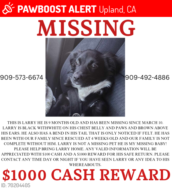 Lost Male Dog last seen Euclid and 13th, Upland, CA 91785