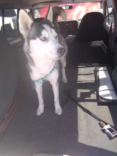 Lost Female Dog last seen Comanche & Carlisle , Albuquerque, NM 87107