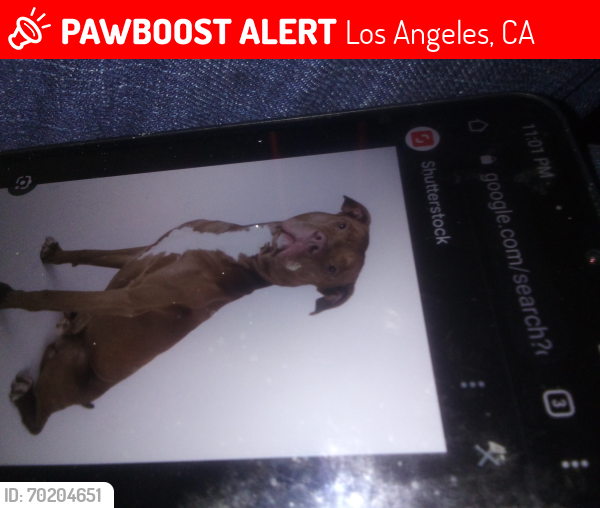 Lost Female Dog last seen La brea n San Vicente , Los Angeles, CA 90019