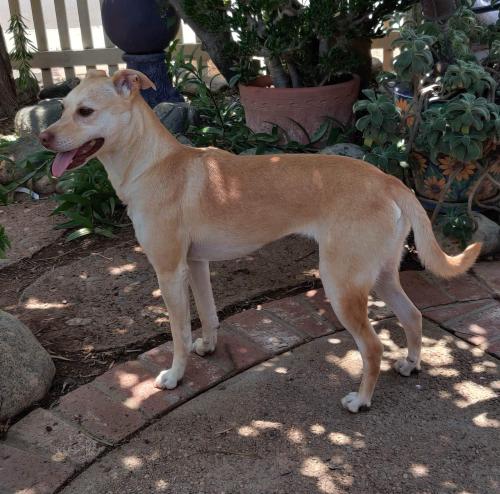 Lost Female Dog last seen Texas Street and Pennsylvania Avenue , Redlands, CA 92374