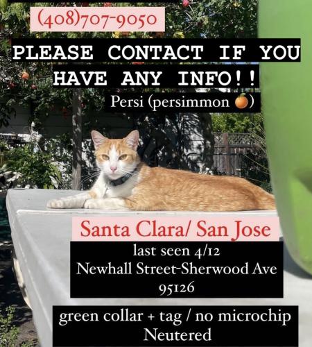 Lost Male Cat last seen Newhall and Sherwood, San Jose, CA 95126