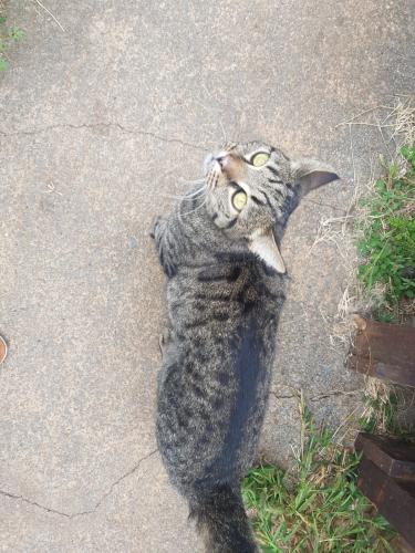 Lost Male Cat last seen Naude Street close to 16th Avenue, Pretoria, GP 0084