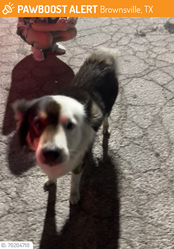 Found/Stray Male Dog last seen Price road, sloss drive ,Stars restaurant , Brownsville, TX 78520