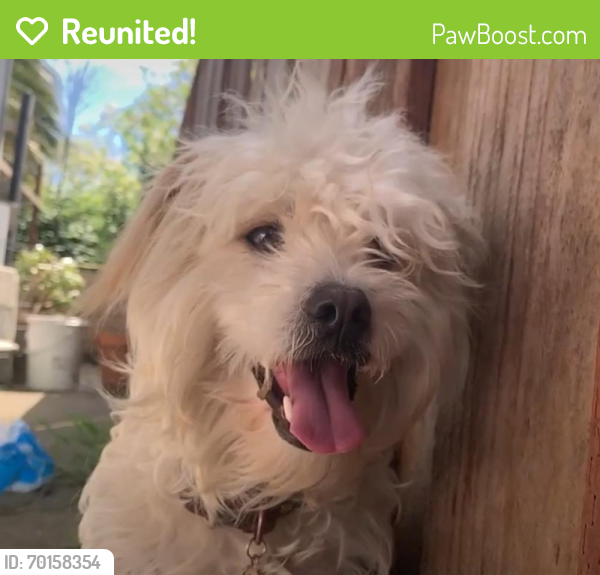 Reunited Male Dog last seen Middlefield And Fifth Avenue, Redwood City, CA 94063