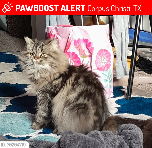 Lost Male Cat last seen Sokol,Sacky, kostoryz, Corpus Christi, TX 78415