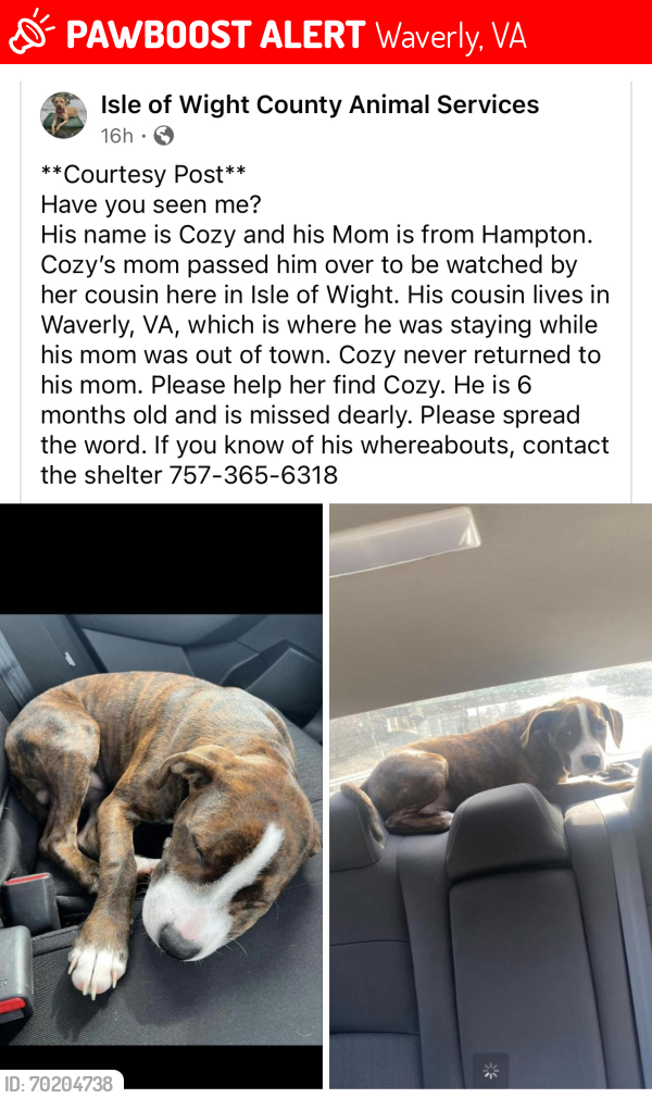 Lost Male Dog last seen Smithfield , Waverly, VA 23890