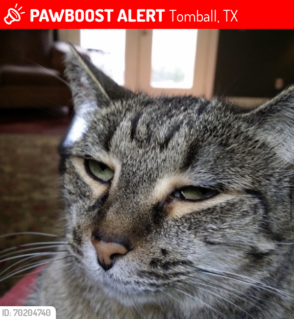 Lost Female Cat last seen Balsamwood and loblolly wood dr. , Tomball, TX 77375