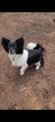 Lost Female Dog last seen Rancho Tapo community park, Simi Valley, CA 93063