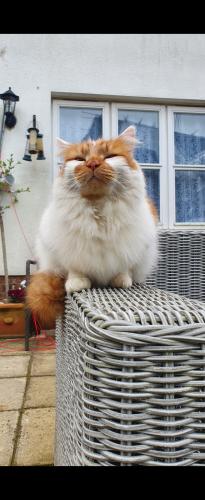 Lost Male Cat last seen The Mulberry's, Newdigate, England RH5 5DN