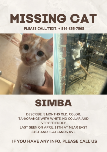Lost Unknown Cat last seen E 81st between ave j and flatlands ave, Brooklyn, NY 11236