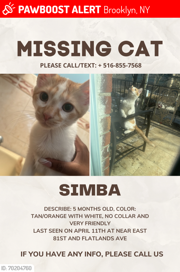 Lost Unknown Cat last seen E 81st between ave j and flatlands ave, Brooklyn, NY 11236