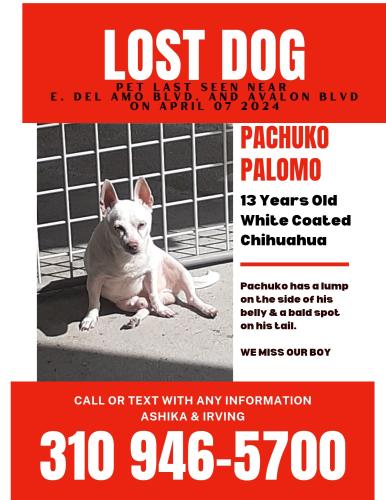 Lost Male Dog last seen Del amo and avalon , Carson, CA 90745