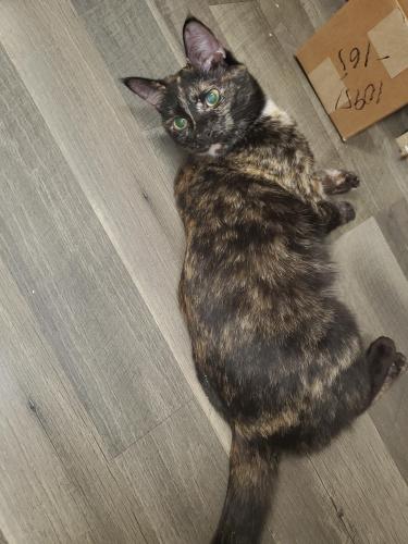 Lost Female Cat last seen 91st ave and Peoria Ave, Peoria, AZ 85345