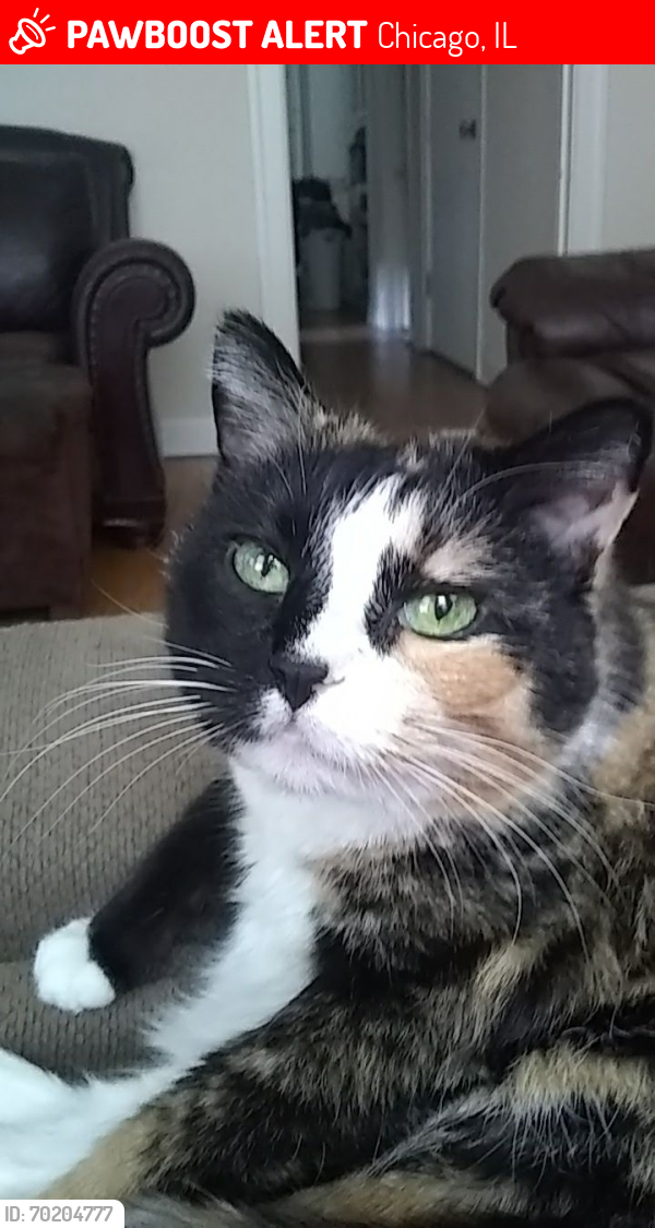 Lost Female Cat last seen Kimball and cullom, Chicago, IL 60618