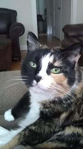 Lost Female Cat last seen Kimball and cullom, Chicago, IL 60618