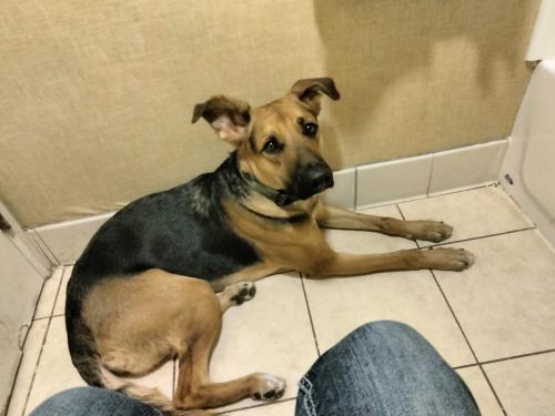 Lost Female Dog last seen 3500W Northern Ave, Phoenix, AZ 85051