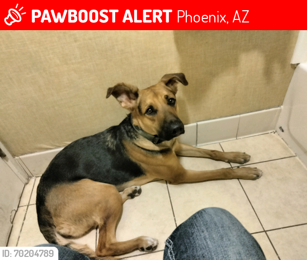 Lost Female Dog last seen 3500W Northern Ave, Phoenix, AZ 85051