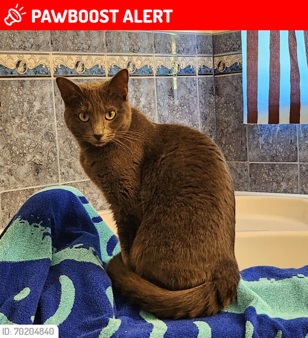 Lost Female Cat last seen Tangelo and Gview, West Palm Beach, FL 33412