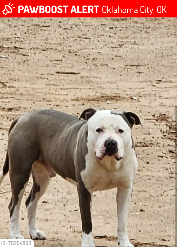 Lost Male Dog last seen Between Sw 134th between Rockwell and MacArthur, Oklahoma City, OK 73173