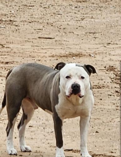 Lost Male Dog last seen Between Sw 134th between Rockwell and MacArthur, Oklahoma City, OK 73173