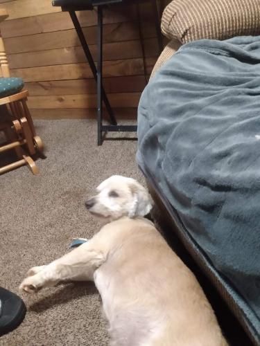 Lost Male Dog last seen Hwy 100 near JD Walton rd.  Close to pops store the four way and dollar general in corrinth. (Heard county), Corinth, GA 30230