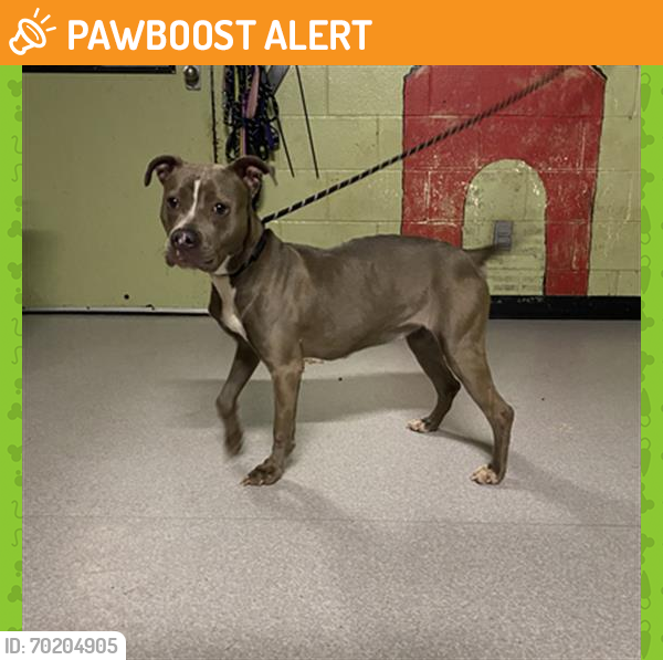 Shelter Stray Female Dog last seen Near , Indianapolis, IN 46221