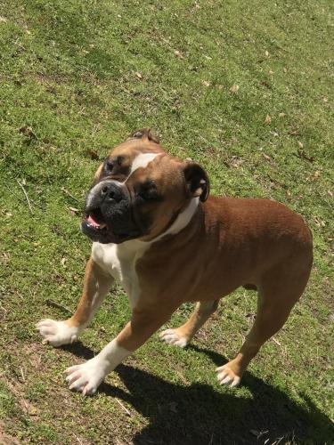 Lost Male Dog last seen Lindsey park, Tyler, TX 75709