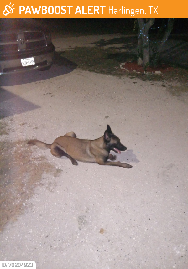 Found/Stray Female Dog last seen Paloma Lane near Helios gym, Harlingen, TX 78552