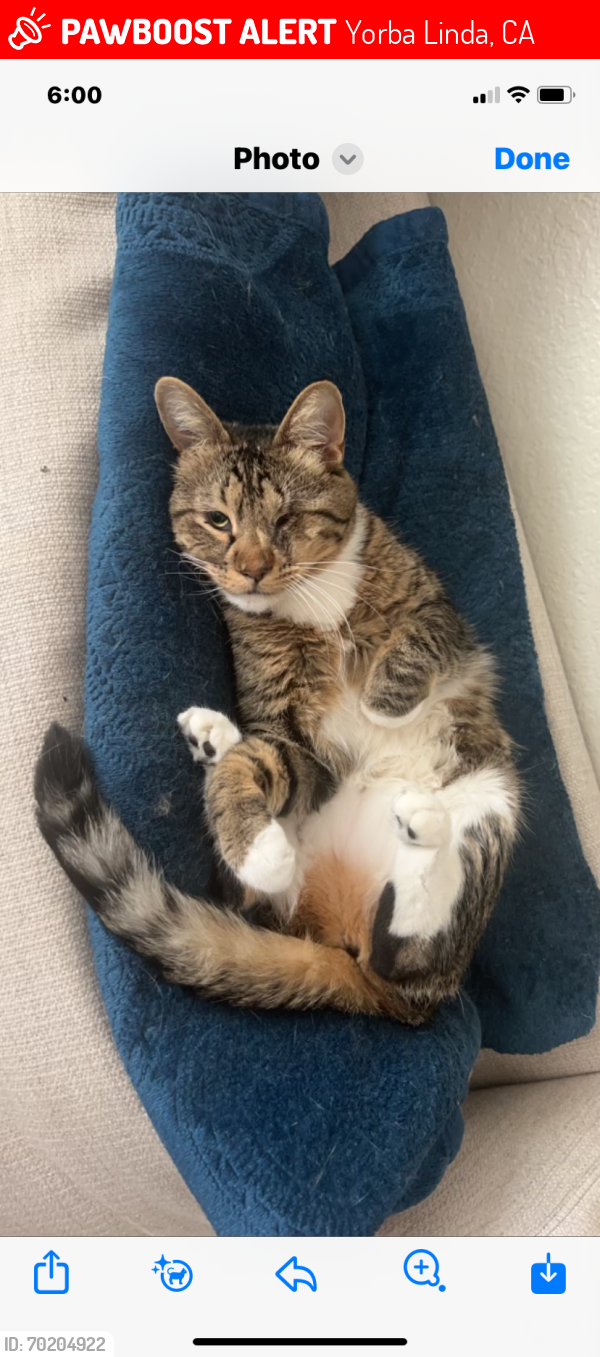 Lost Female Cat last seen Faimont Hils…. Ridge Manor Way and Clear River Rd, Yorba Linda, CA 92886
