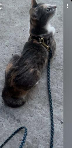 Lost Female Cat last seen Near south hoop pole rd Guilford ct, Guilford, CT 06437