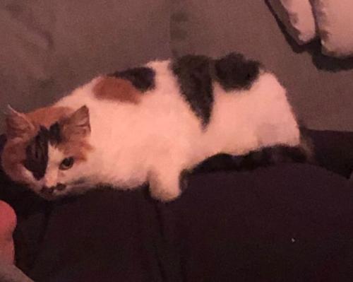 Lost Female Cat last seen Croftdown road , Greater London, England NW5 1EY