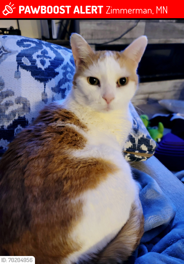 Lost Male Cat last seen County Road 4 and County Road 19, Zimmerman, MN 55398