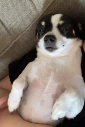 Lost Female Dog last seen 49th and cleveland, Kansas City, MO 64119