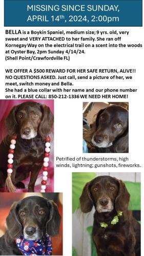 Lost Female Dog last seen Kornegay Way and C Street trail/electrical line , Wakulla County, FL 32327