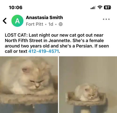 Lost Female Cat last seen 5th Street Jeannette, Jeannette, PA 15644