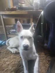 Reunited Male Dog last seen Boulder lane, Twin Peaks, CA 92391