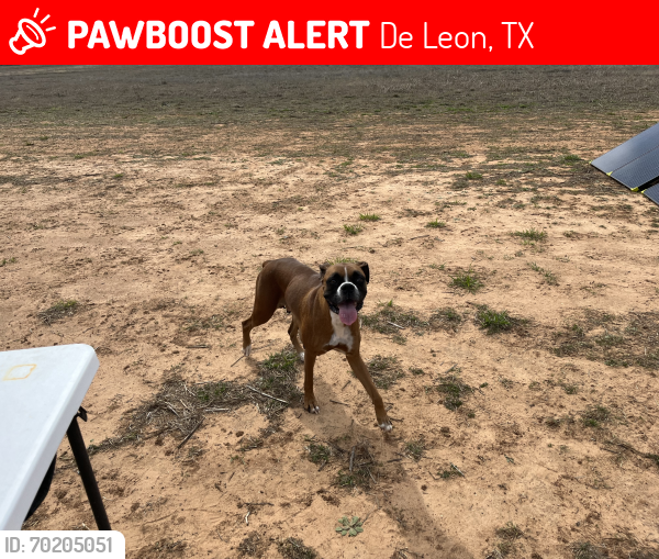 Lost Female Dog last seen Country Road 468, De Leon, TX 76444