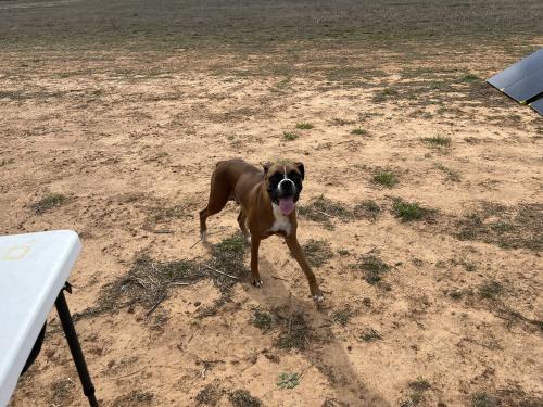 Lost Female Dog last seen Country Road 468, De Leon, TX 76444
