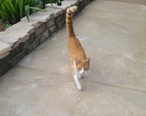 Found/Stray Male Cat last seen Hitson, castillo , Fort Worth, TX 76112