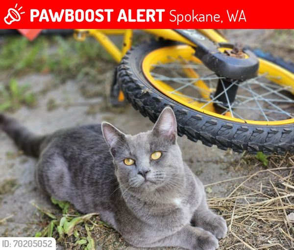 Lost Male Cat last seen Montgomery ave  and dakota st, Spokane, WA 99260
