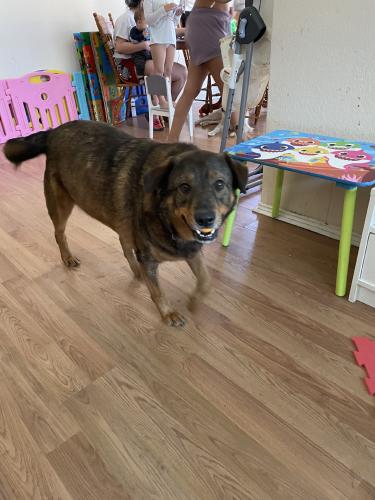 Lost Male Dog last seen Running water and marble ridge dr, Austin, TX 78744