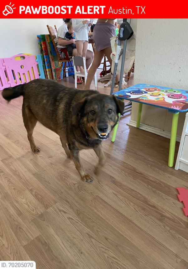 Lost Male Dog last seen Running water and marble ridge dr, Austin, TX 78744